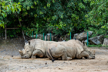 A Pair of Tranquil Rhinos Resting in Their Natural Habitat, Surrounded by Lush Greenery and Earthy Terrain, Illustrating the Beauty of Wildlife Conservation © Arcadievich
