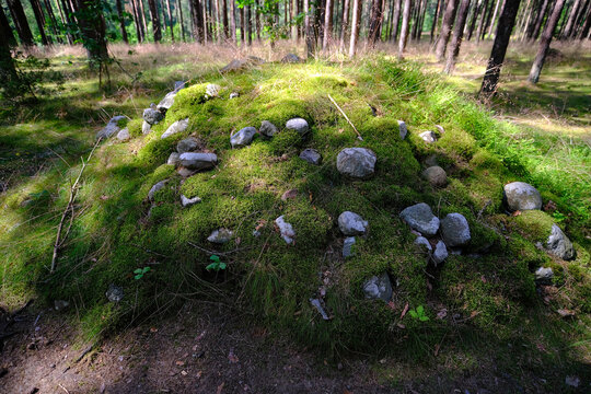 Place of power - Ancient moss covered burial mound hidden deep inside an enchanting sunlit pine forest mysterious archaeological heritage site