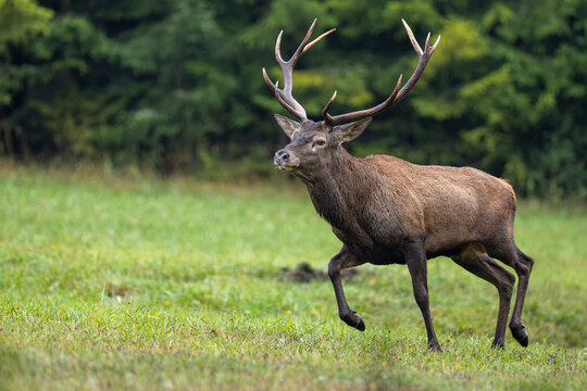 A red deer stag running against his opponent during the rut. Autumn. Cervus elaphus, wildlife, Slovakia