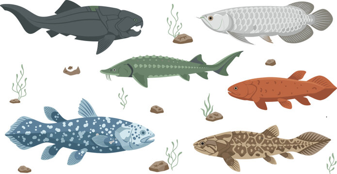 Prehistoric Ancient Fish Species Vector Set Featuring Coelacanth Sturgeon Arowana and Dunkleosteus for Paleontology Educational Graphics and Museum Website Designs