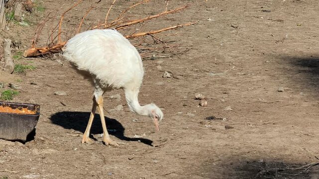  White rhea bird on dry farm soil