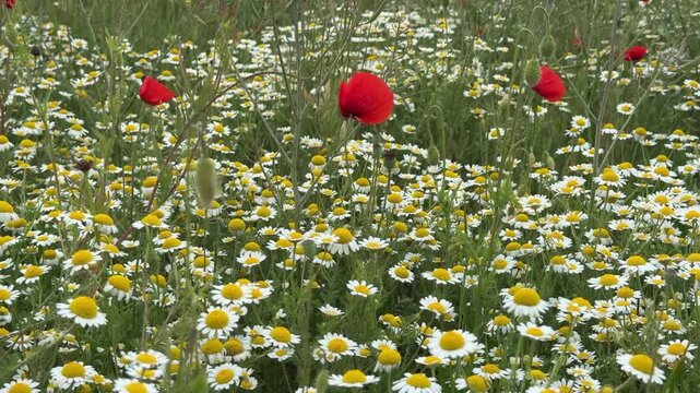Close handheld view of a dense carpet of white chamomile flowers with yellow centers and scattered red poppies swaying gently in a Romanian meadow.