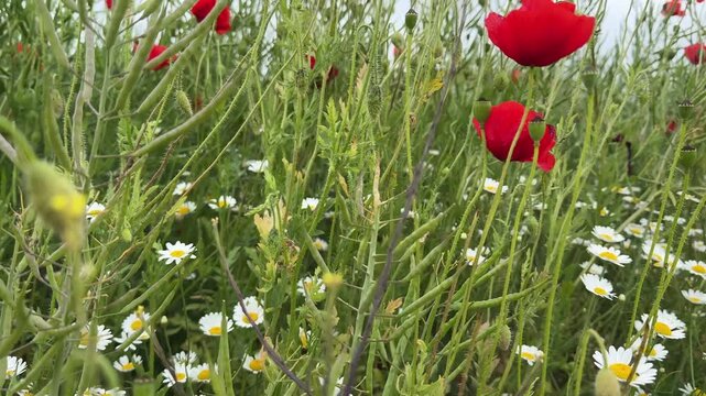 Handheld movement from white daisies up through tall grass to red poppy flowers silhouetted against a grey cloudy sky in a Transylvanian field.
