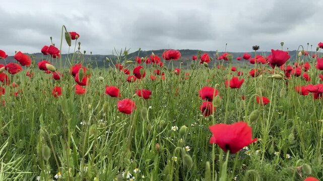 Low handheld shot through a field of red poppies and daisies moving in the wind, with the eroded hills of the Red Ravine on the horizon near Sebes.