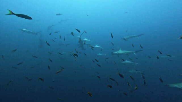 Underwater view of many scalloped hammerhead sharks swimming together in the open ocean. Revillagigedo National Park, Mexico.