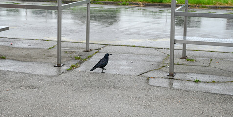 Rook (Corvus frugilegus) one of the most recognizable birds from the crow family walking on a city street. Black rook bird from Corvidae family searching for food on an urban pavement. © Ajdin Kamber
