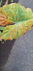 Fototapeta premium Leaves drying out