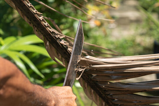Close-up of farmer hand using sharp machete knife to chop dry palm leaves in agricultural garden