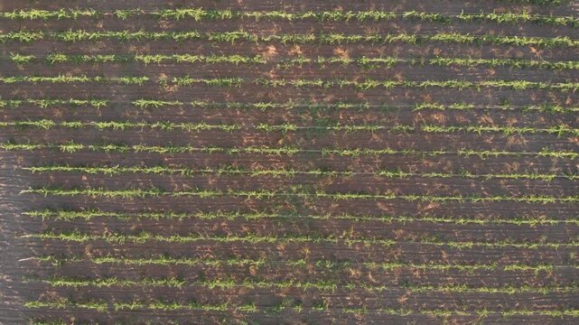 Aerial drone top-down shot rising above a vineyard near Randazzo in Sicily, gradually expanding the perspective to reveal the surrounding countryside and Mount Etna in the distance.