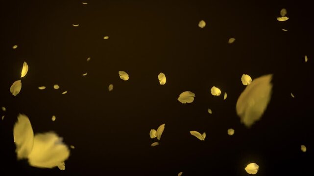 Gold petals falling on black luxury background seamless loop