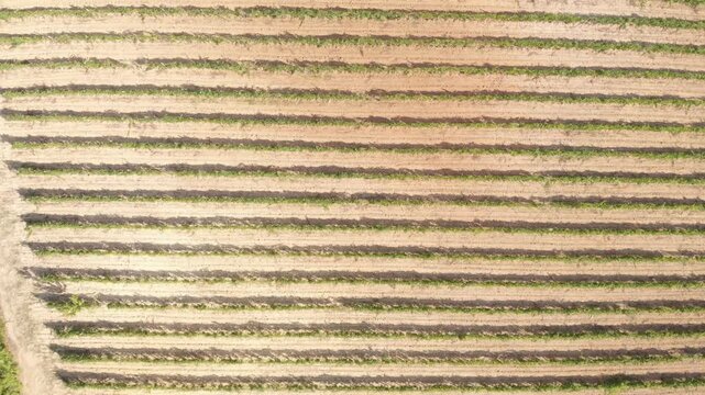 Aerial drone lateral tracking shot at medium-high altitude moving from left to right over neatly aligned vineyard rows in the Tuscan countryside.