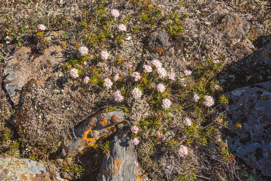 Labrador tea flowers in the tundra