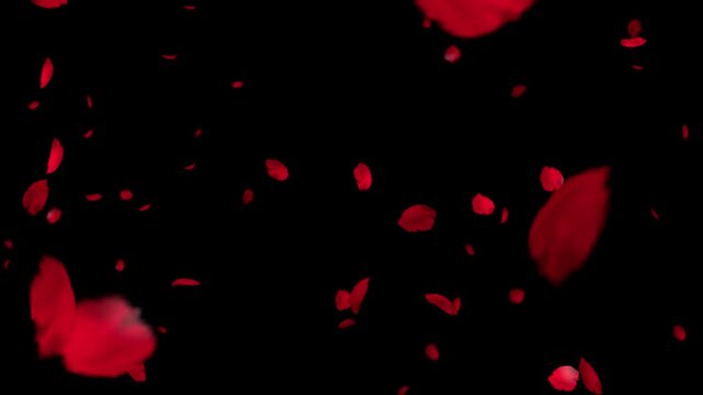 Red rose petals falling on black background seamless loop