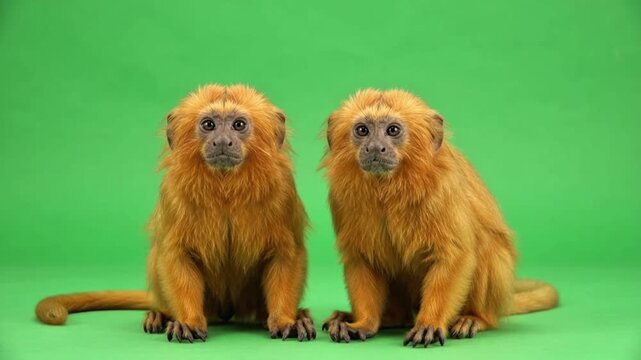 Two cute baby golden lion tamarin monkeys sitting side by side facing camera on a bright green screen