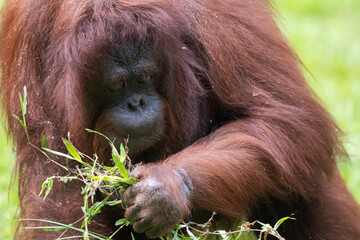 Close-up of an orangutan (Pongo) inspecting green foliage on the ground. © Ariyanto