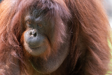 Close-up of an orangutan (Pongo) inspecting green foliage on the ground. © Ariyanto