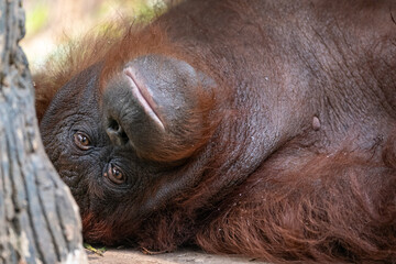 Close-up of an orangutan (Pongo) inspecting green foliage on the ground. © Ariyanto
