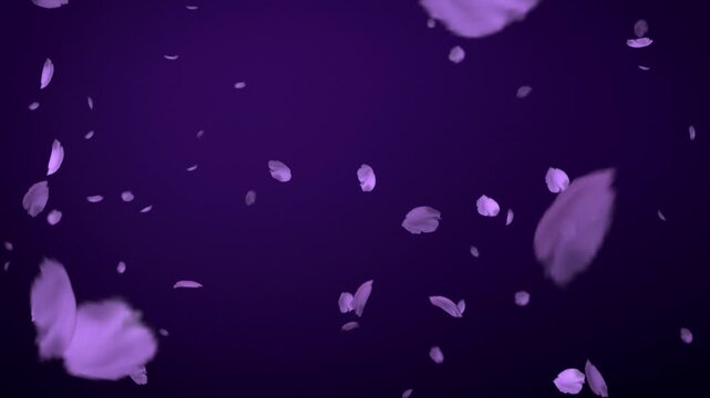 Violet petals falling on dark purple background seamless loop