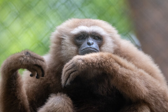 Lar gibbon (Hylobates lar) with fluffy beige fur sitting thoughtfully and looking directly at camera.