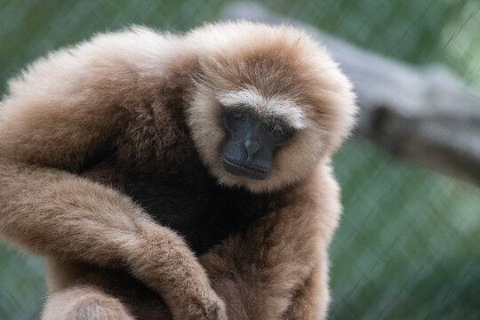 Lar gibbon (Hylobates lar) with fluffy beige fur sitting thoughtfully and looking directly at camera.
