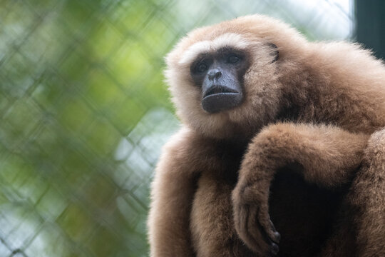 Lar gibbon (Hylobates lar) with fluffy beige fur sitting thoughtfully and looking directly at camera.