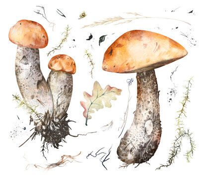 Watercolor hand drawn set of birch bolete mushrooms with roots, soil, moss, pine twigs, autumn oak leaf, dry grass, isolated on white background. Rustic autumn forest clipart for fall, nature design