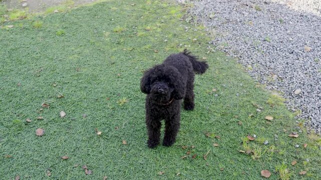 Black toy poodle standing and slowly walking across mossy grass beside a gravel driveway in an outdoor rural setting