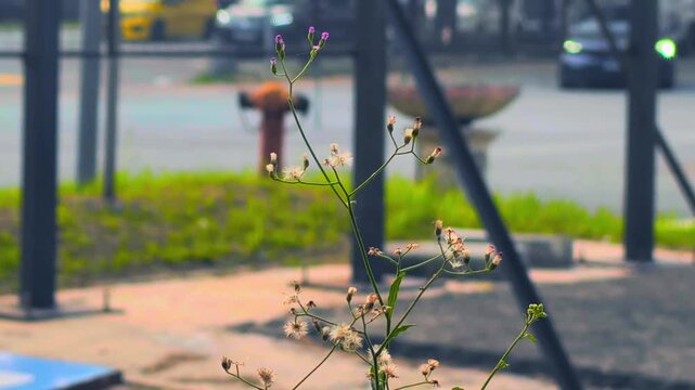 Close-up of small wildflower blowing softly in the wind on a sunny day in the city