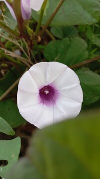 White morning glory flower with purple center blooming in nature, close up