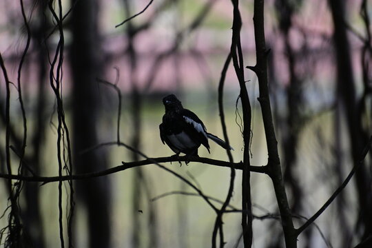 Magpie Robin Perched in a Dark Forest