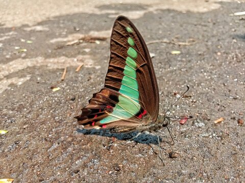 Common Bluebottle Butterfly Graphium Sarpedon Drinking on Wet Ground
Close up of a Common Bluebottle butterfly Graphium sarpedon with vibrant green and red wing markings drinking water on wet pavement