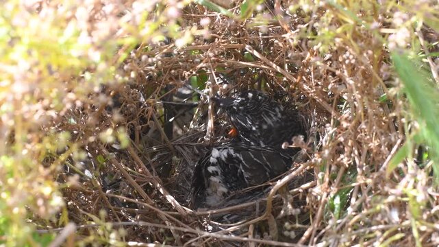 common cuckoo chick getting fed by Sardinian warbler in the nest