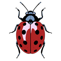 Charming Ladybird Beetle Clip Art Isolated on Dark Background © Gojo