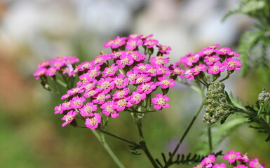 A close up of Achillea millefolium 'Colorado' flowering in summer.  © Maria