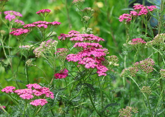 A close up of Achillea millefolium 'Colorado' flowering in summer.  © Maria