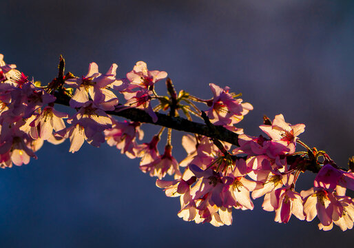 Branch of cherry tree