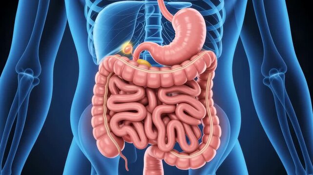 Human digestive system anatomy 3 d animation showing stomach intestines liver gallbladder