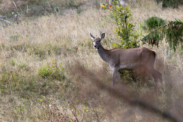 An adult female walking after sunset at the edge of large spruce forest in autumn. Photographed after sunset in low natural light and high ISO. © Silviu