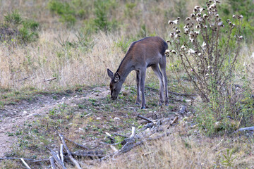 A young hind eating grass after sunset at the edge of large spruce forest in autumn. Photographed after sunset in low natural light and high ISO. © Silviu