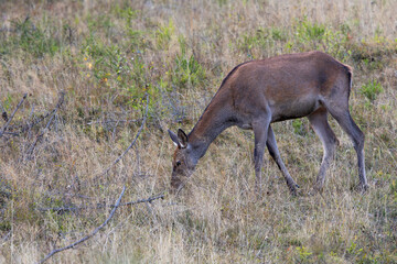 A young hind eating raspberry leaves after sunset at the edge of large spruce forest in autumn. Photographed after sunset in low natural light and high ISO. © Silviu
