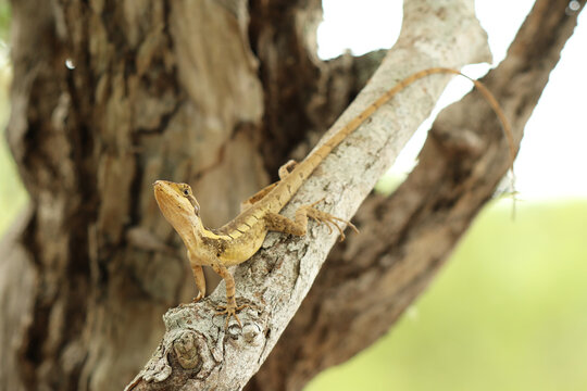 Gilbert's Dragon (Lophognathus gilberti) clinging to a pale tree trunk in the wild, Northern Territory, Australia, November 2018