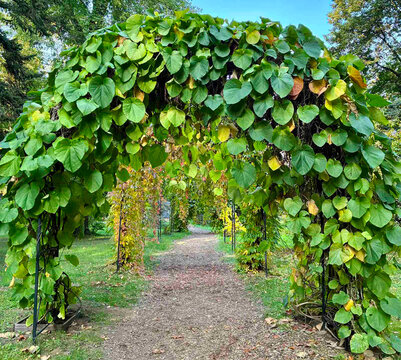 Beautiful path under pergolas covered with dense green foliage of aristolochia macrophylla durior or dutchmans pipe vine climber in a public botanical garden park.