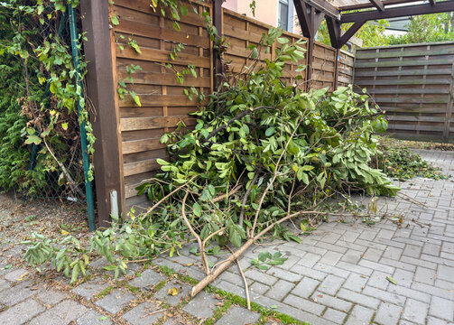 Shrubs and Hedge Trimmings Beside a Carport in Autumn