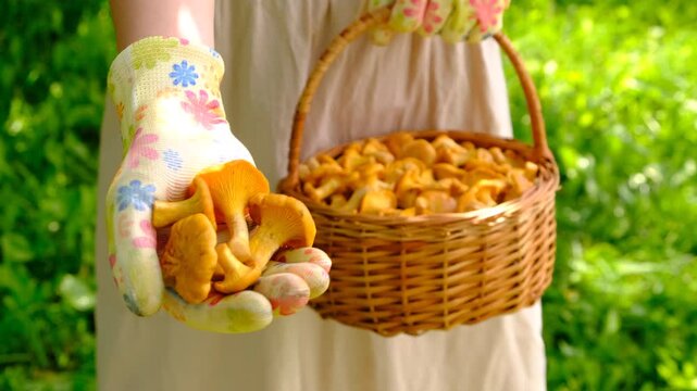 Harvest chanterelle mushrooms in a basket. Selective focus.