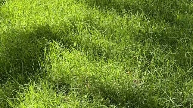 Shadow of palm tree leaves on a green grass in the park at sunny day. Summer, vacation,relax concept with copy space.Tropical background for design,4K