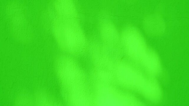 Dynamic leaf shadows dancing softly on a vivid green wall texture