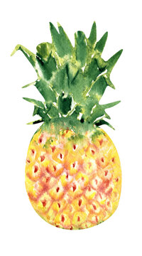 Pineapple watercolor hand drawn illustration isolated on white background