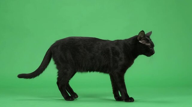 black cat walking and looking at camera on green screen, isolated Halloween wildlife animal footage with natural movement, studio lighting, chroma key background, stock video, Ultra realistic 