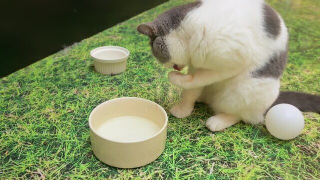 A grey and white British shorthair cat dips paw into water bowl then licks its paw