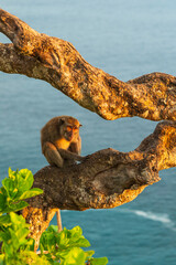 Macaque sitting on a twisted tree branch above the sea, Nusa Penida, Bali © Kamil